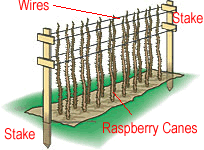 Cane supports diagram